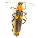 Belotus bicolor - photo 4