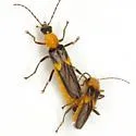 Belotus bicolor - photo 5