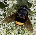 Belvosia bifasciata