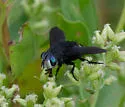Belvosia bifasciata - photo 3