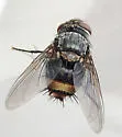 Belvosia townsendi - Belvosia townsendi