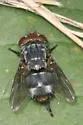 Belvosia unifasciata - photo 3