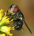 Belvosia unifasciata - photo 4