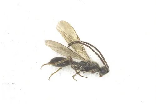 Belyta depressa