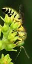 Bembecinus neglectus