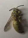 Bembecinus neglectus - photo 3