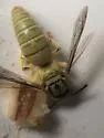 Bembecinus neglectus - photo 4