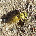 Bembecinus quinquespinosus - photo 2
