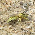 Bembecinus quinquespinosus - photo 4