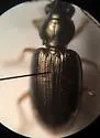 Bembidion acticola
