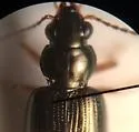 Bembidion acticola - photo 2
