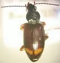 Bembidion actuosum
