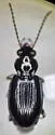 Bembidion acutifrons