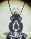 Bembidion acutifrons - photo 2