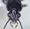 Bembidion acutifrons - photo 3