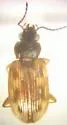 Bembidion aeneicolle