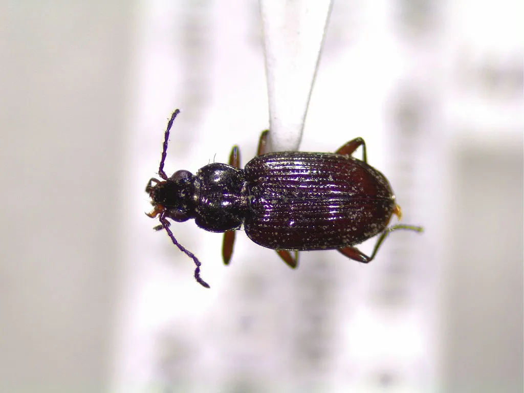 Bembidion aenulum
