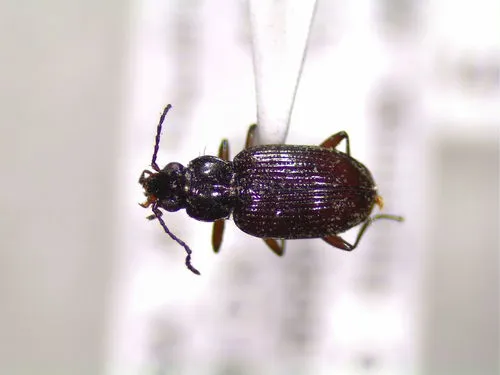 Bembidion aenulum - photo 2