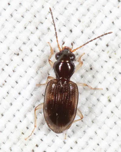 Bembidion affine
