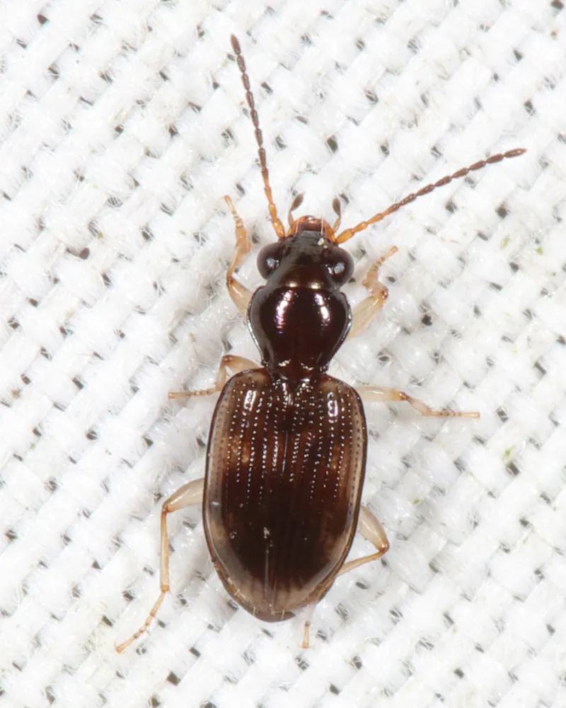 Bembidion affine - photo 2