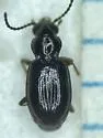 Bembidion altipaludis