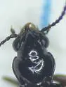 Bembidion altipaludis - photo 2