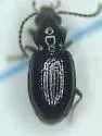 Bembidion altipaludis - photo 3