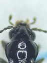 Bembidion altipaludis - photo 4