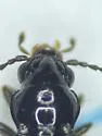 Bembidion altipaludis - photo 5
