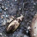 Bembidion ambiguum - photo 3