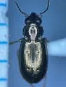 Bembidion ambiguum - photo 4