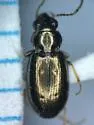 Bembidion ambiguum - photo 5