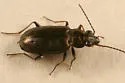 Bembidion americanum