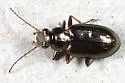Bembidion americanum - photo 2