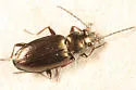 Bembidion americanum - photo 3