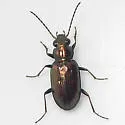 Bembidion americanum - photo 4