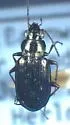 Bembidion americanum - photo 5