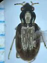 Bembidion amnicum - photo 2