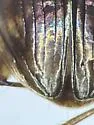 Bembidion amnicum - photo 3