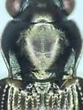 Bembidion amnicum - photo 4