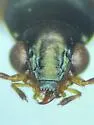 Bembidion amnicum - photo 5