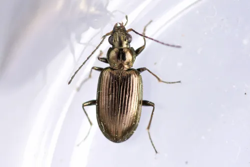 Bembidion antiquum