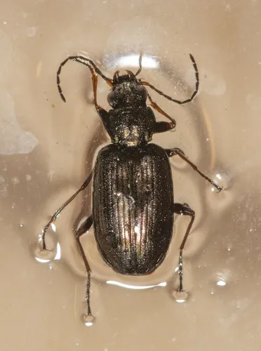 Bembidion antiquum - photo 2