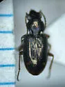 Bembidion aratum - photo 2