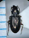 Bembidion aratum - photo 3