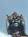 Bembidion aratum - photo 4