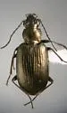 Bembidion arenobile - Bembidion arenobile