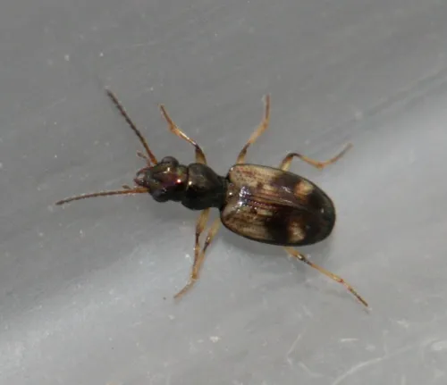 Bembidion articulatum
