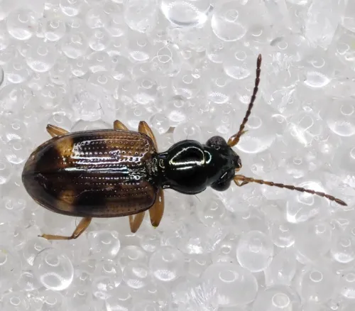 Bembidion articulatum - photo 2