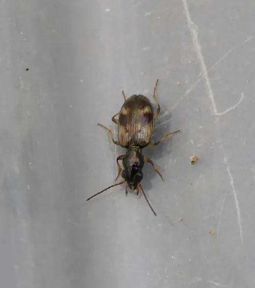 Bembidion articulatum - photo 3